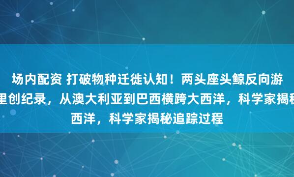 场内配资 打破物种迁徙认知!两头座头鲸反向游1.45万公里创纪录,从澳大利亚到巴西横跨大西洋,科学家揭秘追踪过程